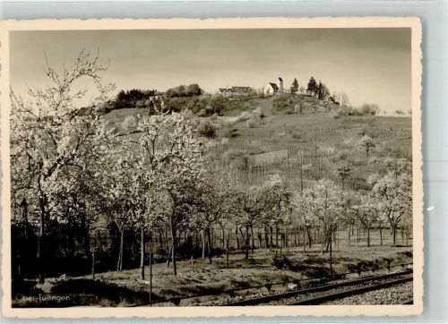 Tüllingen Baumblüte Ober-Tüllingen