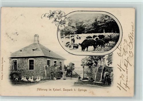 Springe 1902 Fütterung im Kaiserl. Saupark , Wildschweine, I Stempelspuren