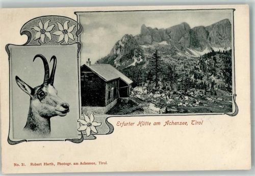 Erfurter Hütte Achensee Gämse
