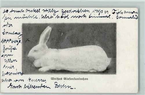 1932 Weißes Riesenkaninchen aus der Zeitschrift: Der Kaninchenzüchter AK