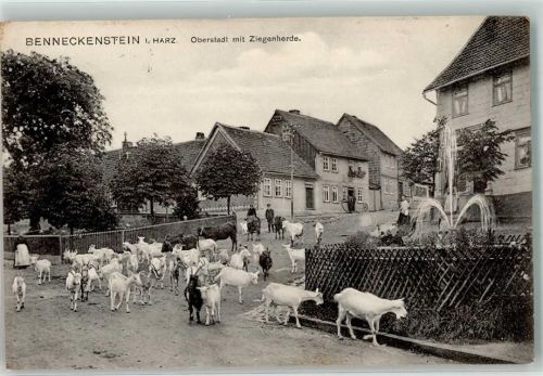 Benneckenstein 1910 Oberstadt Springbrunnen Ziegenherde