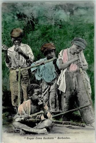 Barbados Sugar Cane Suckers Kinder Jugend Zuckerrohr