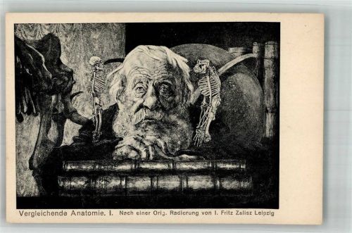 Vergleichende Anatomie nach einer Radierung von Fritz Zaisz