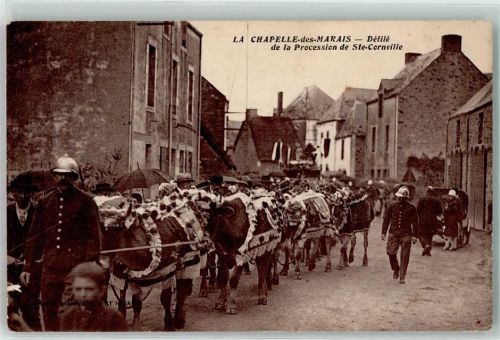 La Chapelle-des-Marais Defile de la Procession de Ste- Corneille Kühe