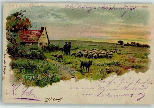 1900 Hirte Schafe