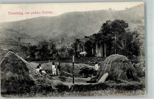 Colombo Beruf Bauern
