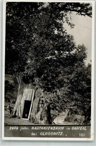 2630 Gasteil - 2000 jähr. Kastanienbaum