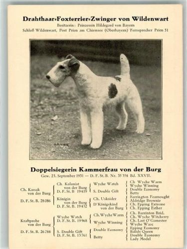 Wildenwart Drahthaar-Foxterrierr-Zwinger von Wildenwart von Prinzessin Hildegard von Bayern Stammbaum von der Hündin Kammerfrau von der Burg Verlag A. Huber