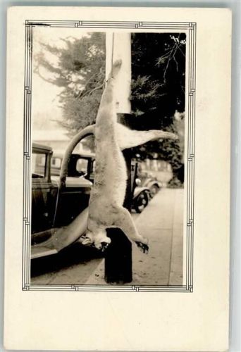 Am Telegraphen Pfeil aufgehängt USA Raubkatze 1937 Foto AK