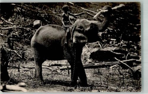 Colombo 1905 Tracht Arbeit-Elefant Ort lt. Stempel