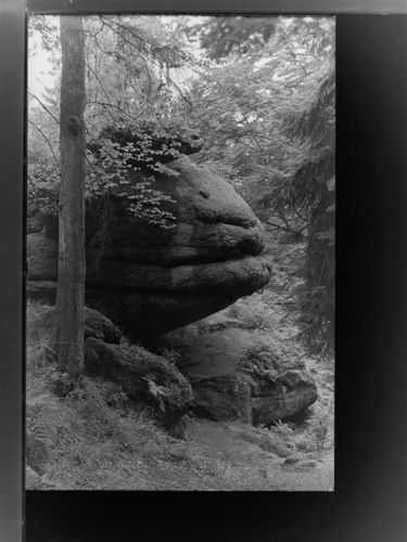 Falkenstein Froschmaul im Schlosspark