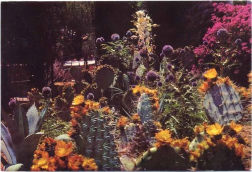 um 1980 Blanes, blühende Kakteen im botanischen Garten -Marimurtra-,RO-Foto AKU1