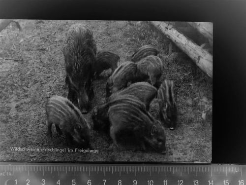 Hardehausen Wildschweine