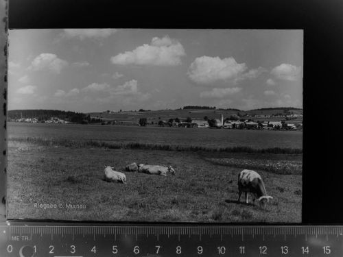 Riegsee Kühe