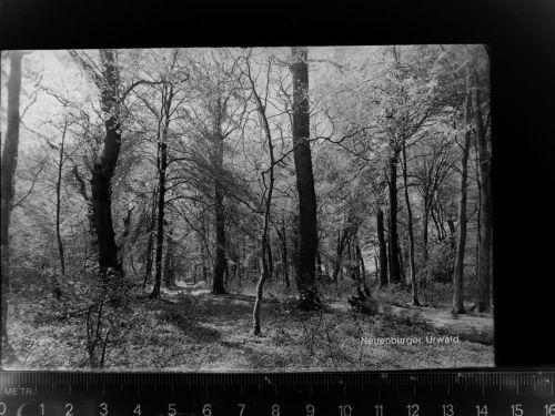 Bockhorn Neuenburger Urwald
