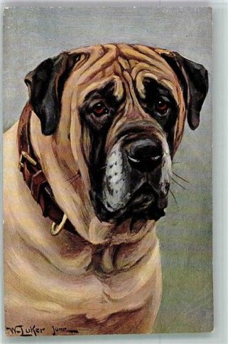 engl. Mastiff sign. W. Luker Verlag Stroefer Serie 715 Großer Hund Künstlerkarte