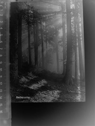 Murnau Waldeszauber