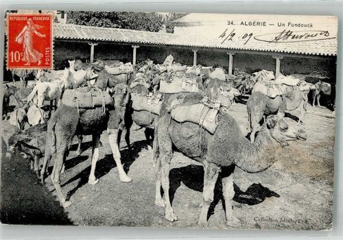Alger 1909 Kamele Kawanserei Briefmarke Bildseite