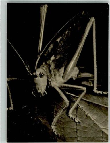 Eine Heuschrecke Fotograf Fischer