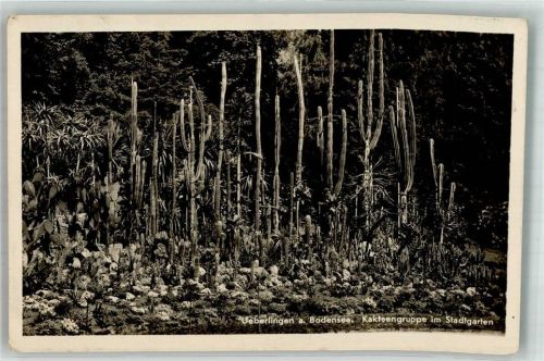 Überlingen 1933 Kakteengruppe im Stadtgarten