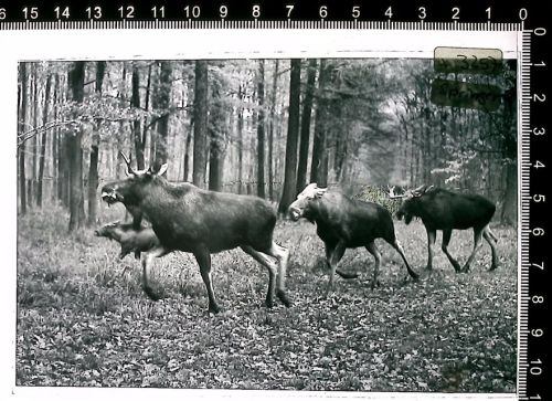 Springe Kleber auf Schutzfolie