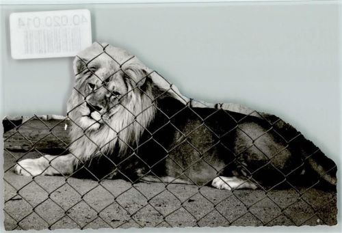 Jaderberg Löwe Zoo