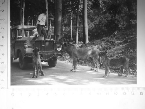 Westerholt Löwenfütterung Safaripark