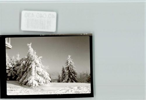 Marzell Tannen voller Schnee