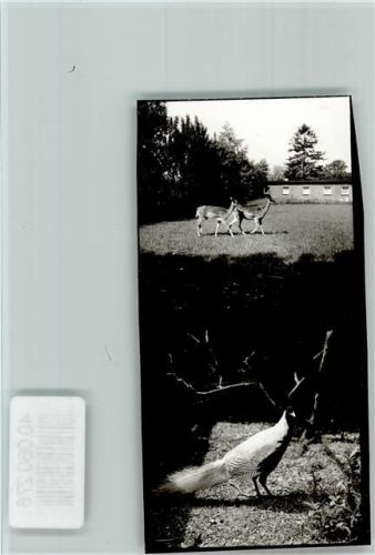 Pönitz Pfau und Rehe