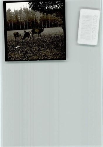 Jesteburg Hirsch mit Gefolge