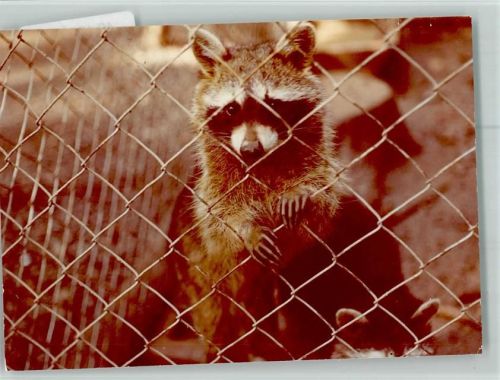 Rehbach Waschbär am Zaun