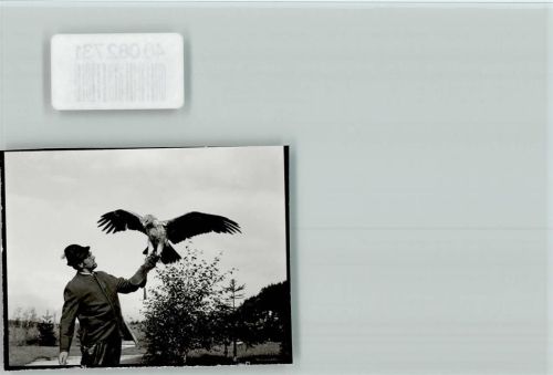Silberborn Adler auf der Falknerhand