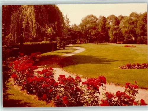 Hattorf Rosenbüsche