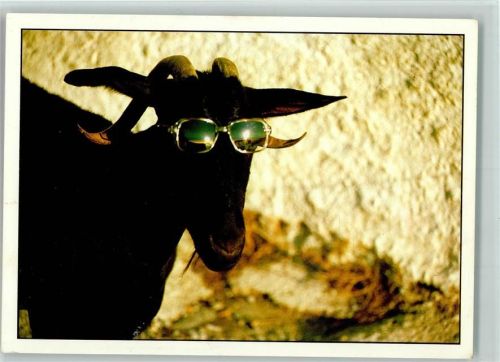 Ziege mit Sonnebrille AKU2