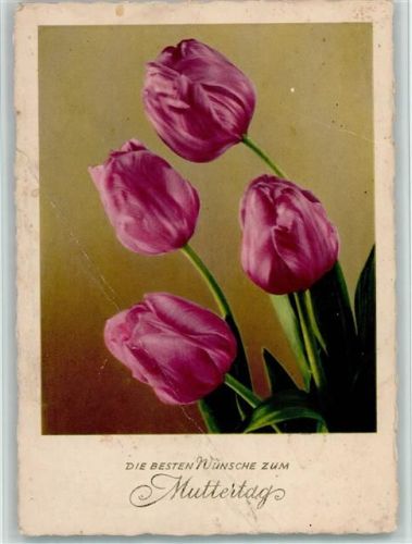 Lila Tulpen zum Muttertag