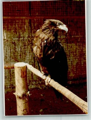 Klotten Wildpark Adler
