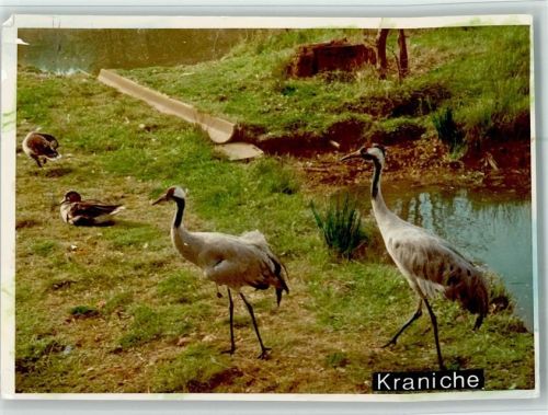 Springe Kraniche