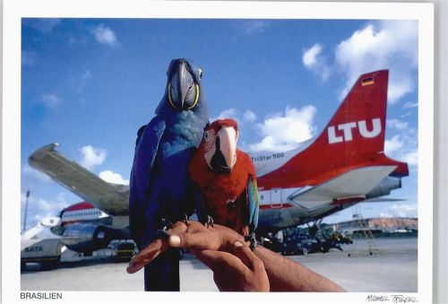 Flugzeug Papagei