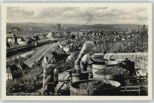 Untertürkheim Weinlese , Traubenlese