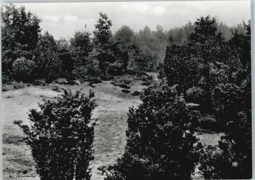 Ottenstein Wacholderheide