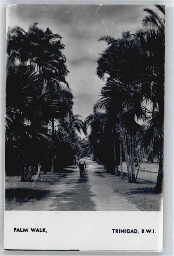 Palm Walk