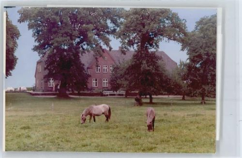 Braderup Foto mit Negativ, Pferd