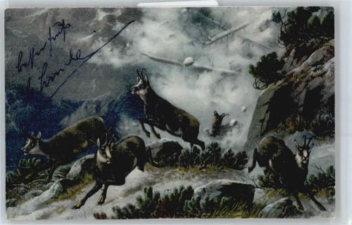 Ziegen im Gebirge Hoffmann, A.