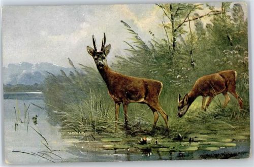 Rehe