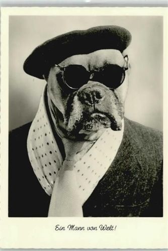 1960 Humor Boxer mit Sonnenbrille