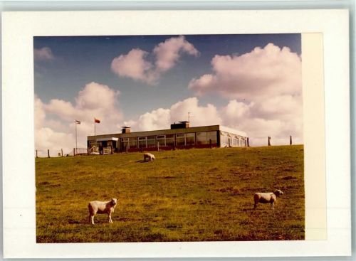 Ockholm Schlüttsiel Fährhaus Kühe