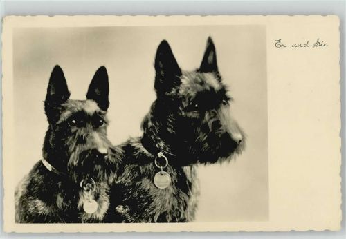 1940 Foto Ak Terrier