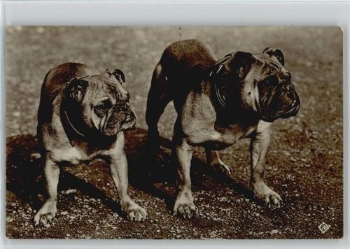 Foto AK Hund 1920