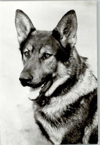 Schäferhund Porträt