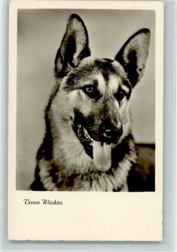 Schäferhund Porträt